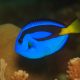 Palette Surgeonfish, Paracanthurus Hepatus : Divetrip to Pulau Weh With Odydive