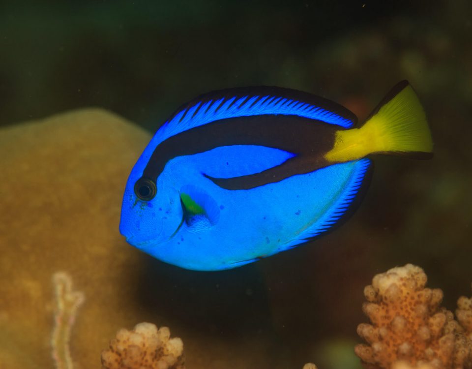 Palette Surgeonfish, Paracanthurus Hepatus : Divetrip to Pulau Weh With Odydive