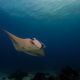 Manta Ray Dive Trip to Maratua With ODYdive