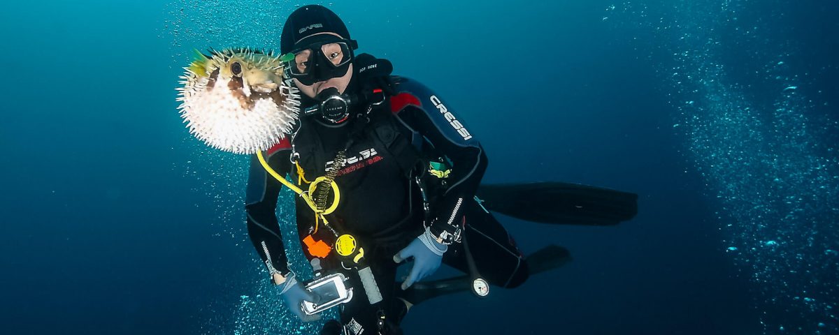 Puffer Fish Divetrip to Pulau Weh With Odydive