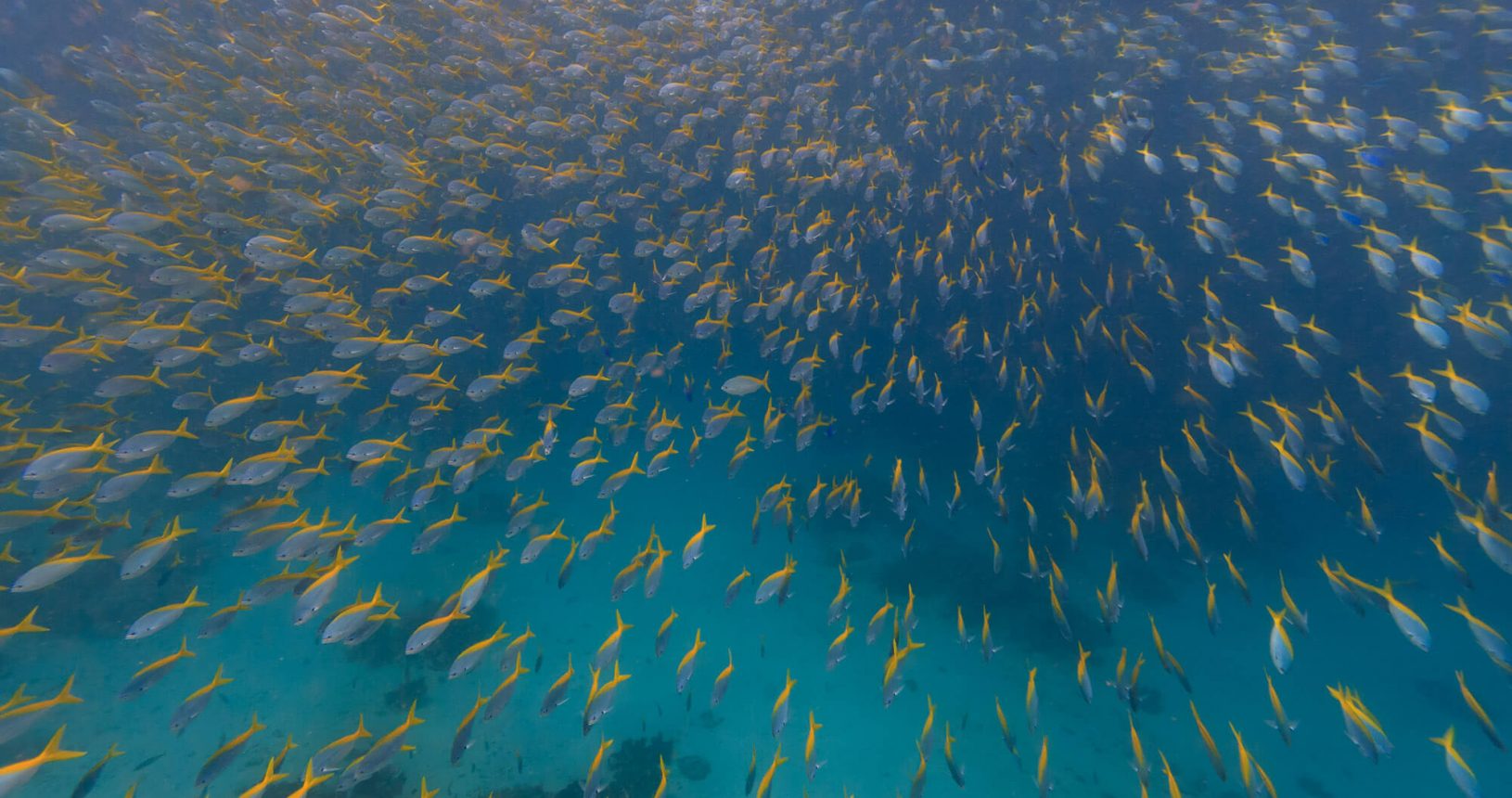 Schooling Fish Dive Trip to Maratua With ODYdive