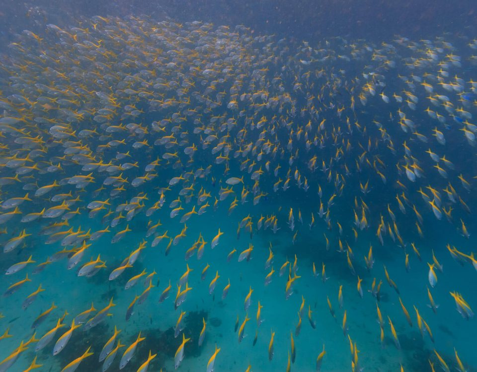 Schooling Fish Dive Trip to Maratua With ODYdive