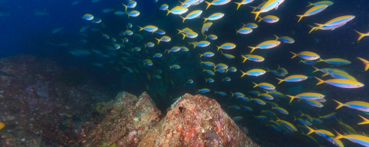 Schooling Fish : Divetrip to Pulau Weh With Odydive