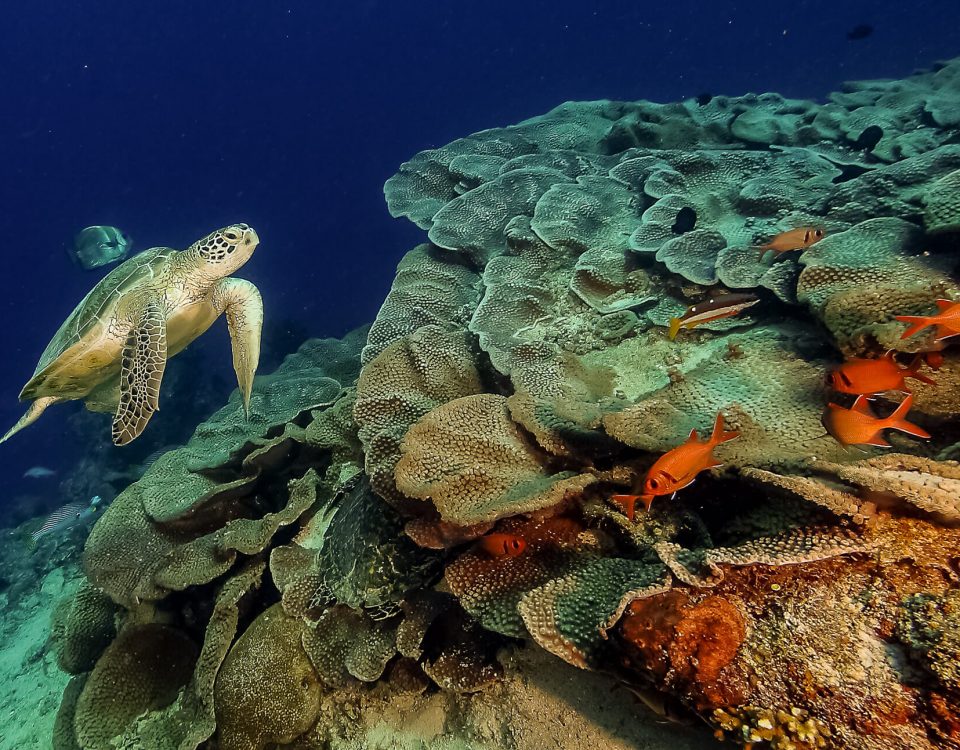 Turtle Dive Trip to Maratua With ODYdive